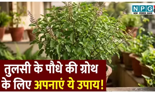 तुलसी के पौधे की तेजी से ग्रोथ के लिए अपनाए यह आसान घरेलू उपाय! इस नुस्खे से 5 दिन में ही दिखने लगेगा असर