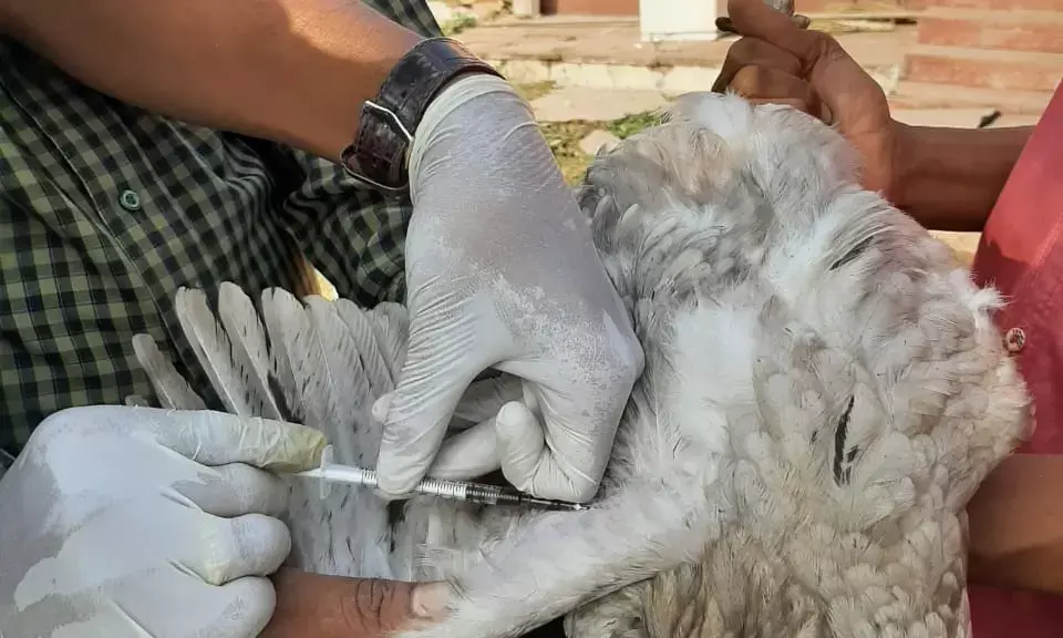 बर्डफ्लू पर खबर: छत्तीसगढ़ में अब तक बर्डफ्लू का कोई मामला नहीं… 7 जिलों के शासकीय पोल्ट्री फार्म से लिए गए सेम्पल की हुई जांच