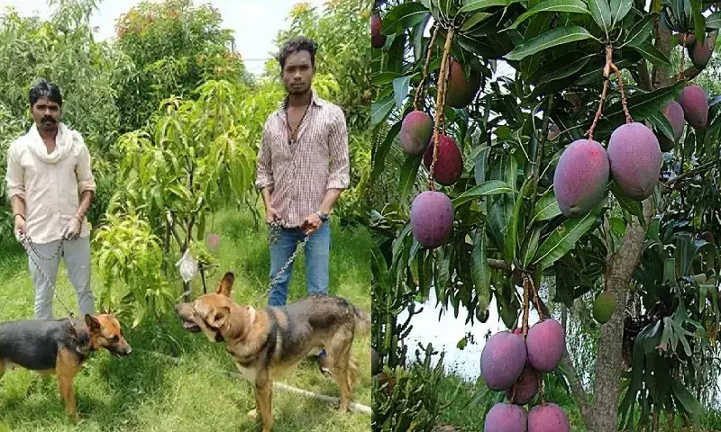 1 आम की कीमत 21 हजार : दो आम के पेड़ की रखवाली में तैनात हैं 4 सिक्युरिटी गार्ड व 6 खूंखार कुत्ते……लाखों रूपये प्रति किलो है इस काम की कीमत… जानिये इस आम की कहानी