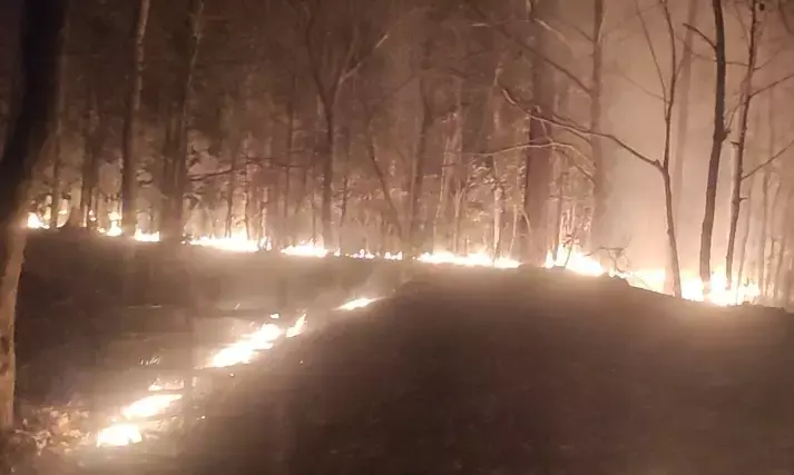 जंगल में लगी भीषण आग, मौके पर वन अमला… आग पर काबू पाने का काम जारी