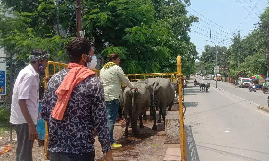 रोका छेका अभियान-निगम ने 1776 लोगों से भराया संकल्प पत्र…  आवारा मवेशियों को पकड़ने का काम जारी, 6 दिनों में 124 मवेशियों को पकड़ा गया है