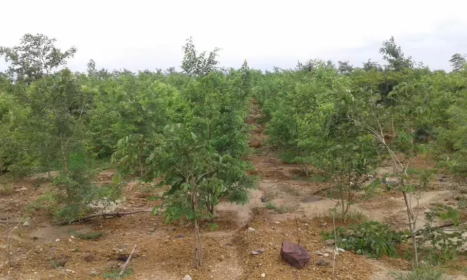 एसईसीएल ने किया 6.75 लाख पौधारोपण…छत्तीसगढ़ एवं मध्यप्रदेश राज्य वन विकास निगम लिमिटेड के साथ SECL ने किया MOU