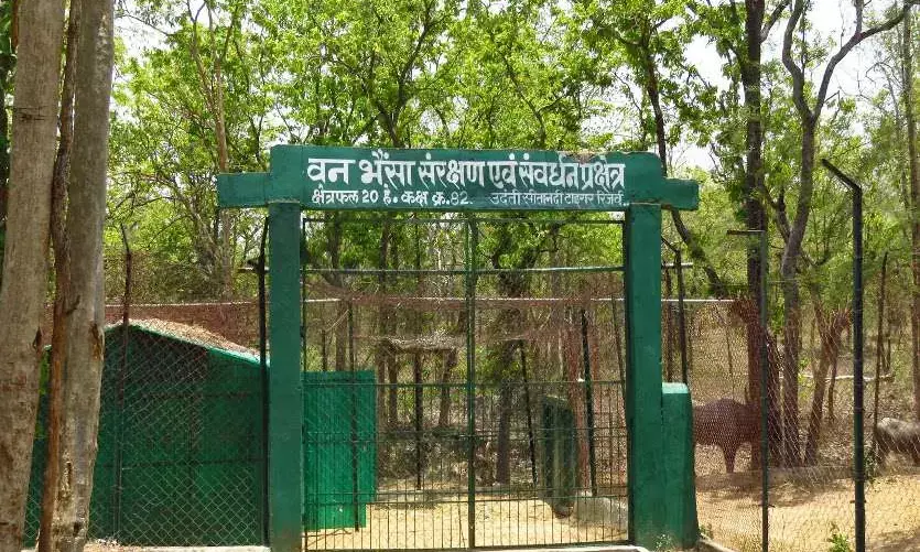 इकलौती मादा वनभैसा की हुई मौत : राजकीय पशु के संरक्षण-संवर्धन मुहिम को तगड़ा झटका……इकलौती बची मादा वनभैसा “खुशी” की हुई मौत