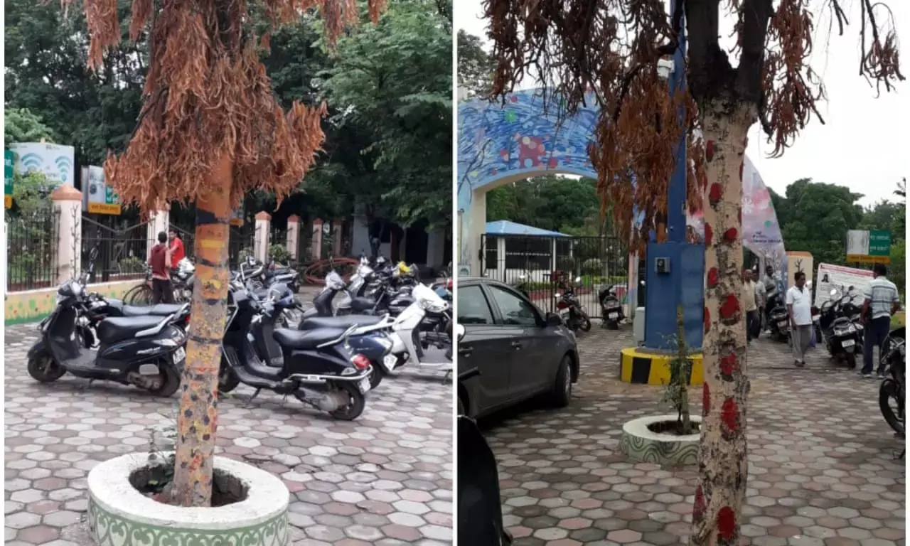 पेड़ों को मारने के लिए लाखों का खर्चा…… मुख्य सचिव से अपील, सरकारी विभाग प्रकृति से छेड़छाड़ ना करें