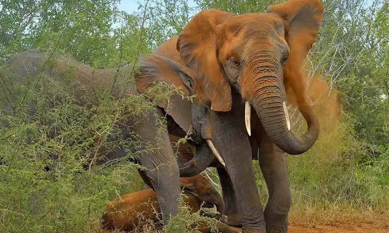 मरता है हाथी तो मरने दो कोई फर्क नहीं पड़ता….. छत्तीसगढ़ में दो विभागों में 1674 करोड़ की लड़ाई में बिजली करंट से मरे 15 हाथी…