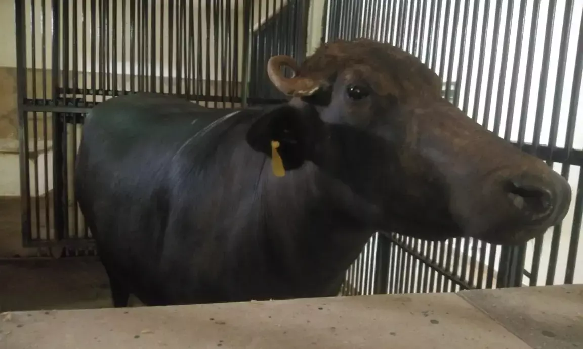 ढाई करोड़ की देशी भैंसः छत्तीसगढ़ वन विभाग का कमाल…पैदा कराने गए राजकीय वन भैंसा, पैदा हो गई देशी भैंस, किरकिरी से बचने जंगल सफारी के अफसर डीएनए नहीं करा रहे, सरकारी खजाने को लगा ढाई करोड़ का चूना