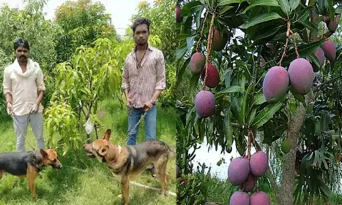 1 आम की कीमत 21 हजार : दो आम के पेड़ की रखवाली में तैनात हैं 4 सिक्युरिटी गार्ड व 6 खूंखार कुत्ते……लाखों रूपये प्रति किलो है इस काम की कीमत… जानिये इस आम की कहानी