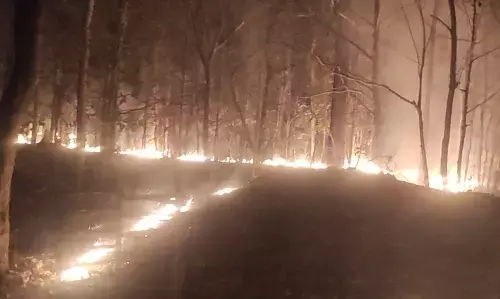 जंगल में लगी भीषण आग, मौके पर वन अमला… आग पर काबू पाने का काम जारी