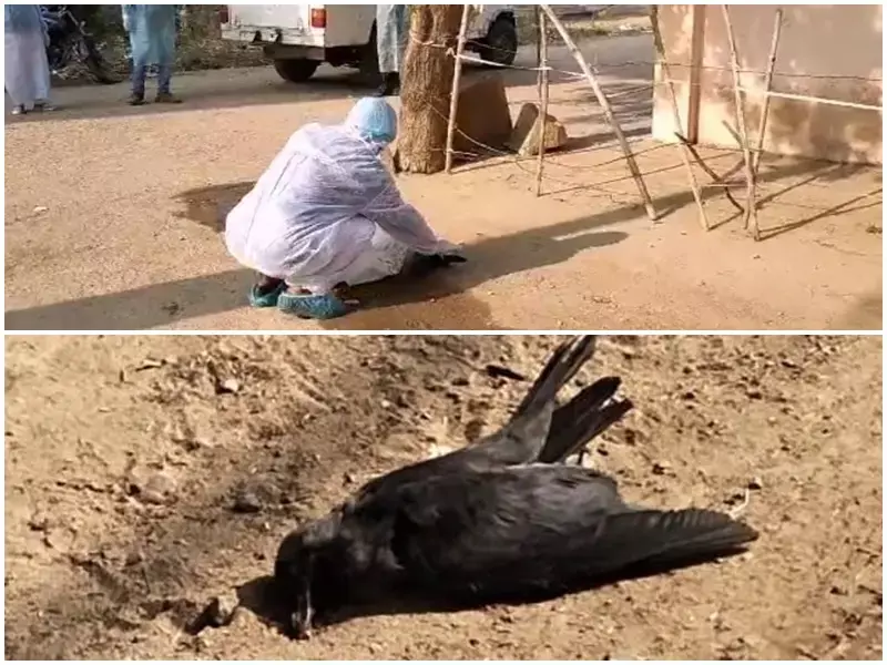 बस्तर और दंतेवाड़ा में बर्डफ्लू से दो कौआ और एक कबूतर की मौत…