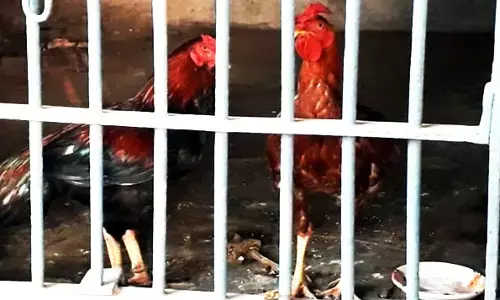 मुर्गा गिरफ्तार : 25 दिन से लॉकअप में बंद हैं दो मुर्गे….सटोरिया के साथ पकड़कर लाया गया था… सटोरियों को मिली जमानत, लेकिन मुर्गे….