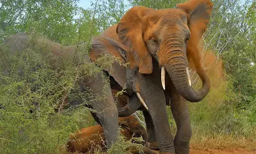 मरता है हाथी तो मरने दो कोई फर्क नहीं पड़ता….. छत्तीसगढ़ में दो विभागों में 1674 करोड़ की लड़ाई में बिजली करंट से मरे 15 हाथी…