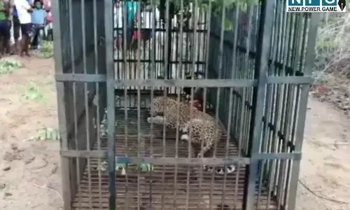 तेंदुआ पकड़ाया: कुछ दिन पहले तेंदुए के हमले से 8 वर्ष के बच्चे की गयी थी जान… उदंती सीतानदी टाइगर रिजर्व के जंगल में छोड़ा गया…देखें वीडियो