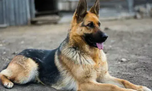 कुत्तों को मौत की सजा : वकील साहब को कुत्तों ने काटा, तो मिली मौत की सजा…. पढ़िये क्या है पूरा मामला … CCTV का वीडियो देखिये