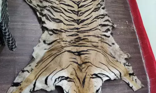 बाघ की खाल का तस्कर गिरफ्तार : SDOP की टीम के जाल में फंसा बाघ की खाल का तस्कर….खाल बेचने निकला तस्कर रास्ते में ही दबोचा गया…मामला दर्ज