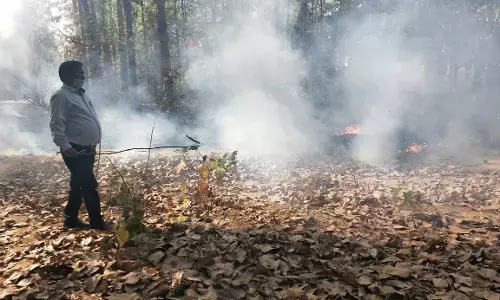 जब कलेक्टर खुद बुझाने लगे आग, दौरे से लौटने के दौरान जंगल में देखी आग तो खुद संभाला मोर्चा…