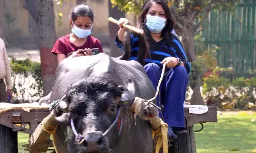 ….जब कलेक्टर ने चलाया भैंसा गाड़ी : सड़क पर भैसा गाड़ी चलाती दिखी कलेक्टर, बेटी बैठकर करती रही वीडियो रिकॉर्ड…. तस्वीर पोस्ट कर कलेक्टर ने लिखा…….देखिये तस्वीरें