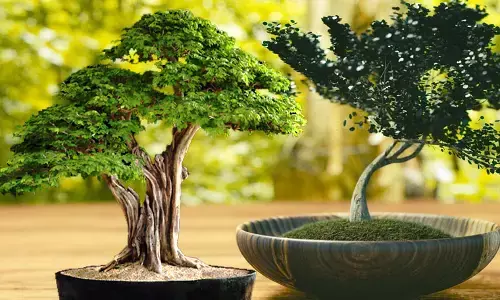 पूर्व DGP के घर से लाखों रुपये का पेड़ हुआ चोरी……चार दिन बाद पुलिस ने चोर को किया गिरफ्तार…..चोरी की इस घटना से पुलिस विभाग था सकते में