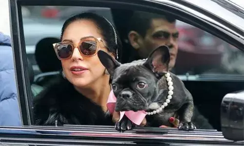 कुत्ता ढूंढने पर 3 करोड़: पॉप सिंगर के 2 कुत्ते चोरी, डॉग वॉकर को भी मारी गोली… खोजने वाले को मिलेगा 3 करोड़ रुपए का इनाम