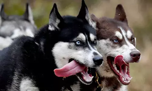 प्रेमी के टुकड़े-टुकड़े कर प्रेमिका ने कुत्ते को खिलाया…..कुछ हिस्सा मेहमानों को दावत में भी खिला दिया…… बेवफाई का गर्लफ्रेंड ने लिया रौंगटे खड़े कर देने वाला बदला