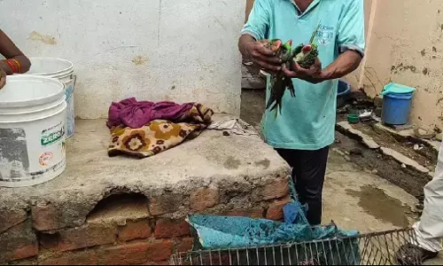 घर में लगी आग: स्कूटी, फर्नीचर सहित तीन तोते जलकर खाक… हुआ लाखों का नुकसान..