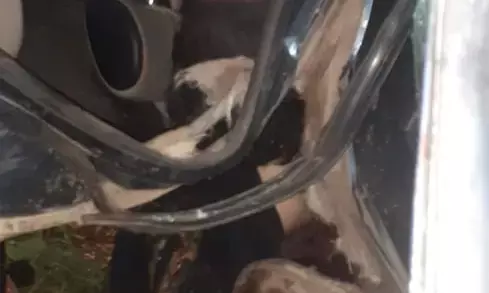 2 छात्रों की मौत : आधी रात सड़क पर दिखी खूनी रफ्तार….दो छात्रों की मौके पर ही मौत, 1 गंभीर रूप से जख्मी… 140 की रफ्तार में मवेशी को टक्कर मारकर कार फुटबॉल की तरह उछली…फिर डिवाइडर व खंभे से टकरायी